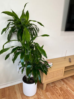 10" Dracaena Art Cane 3-2-1