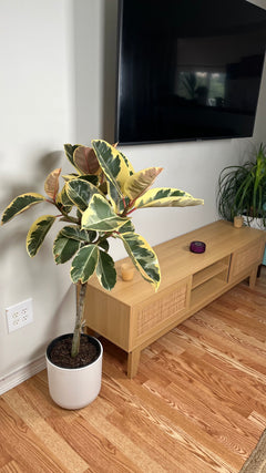 10" Ficus Tineke 4 Feet Tall