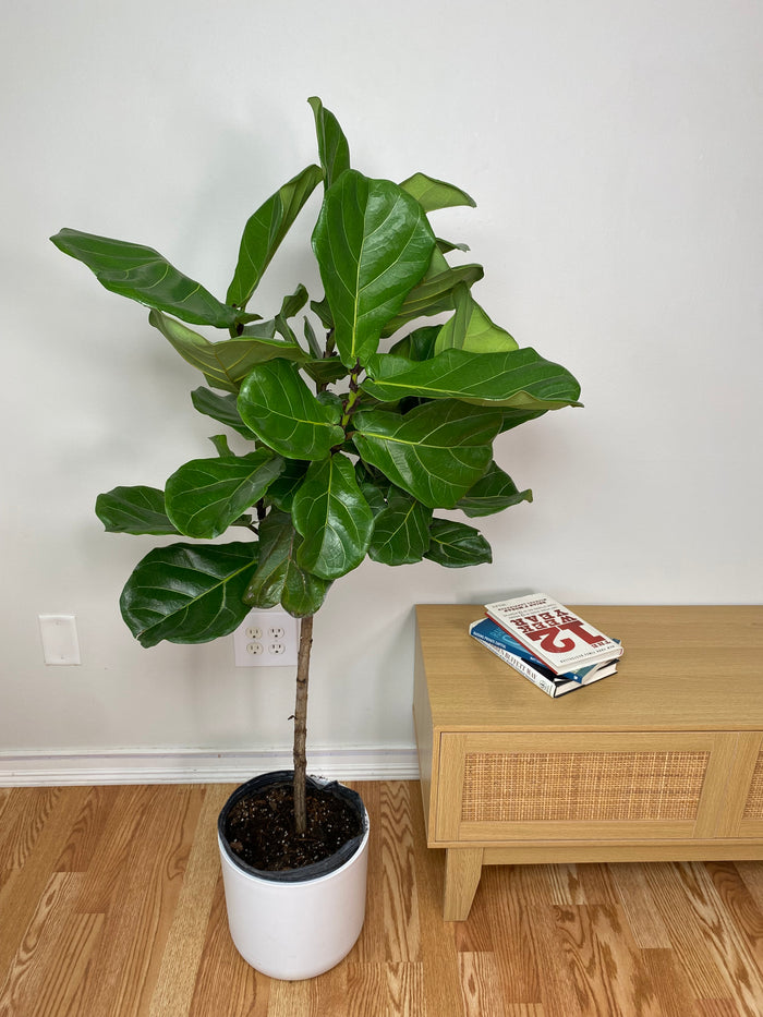 10" Fiddle Leaf Fig Tree 4 Feet Tall