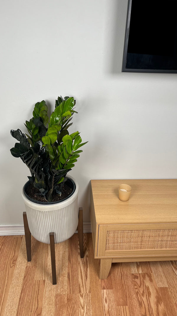 10" ZZ Oscura 3 Feet Tall