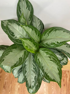 Close-up view of 8 inch Aglaonema Silver Bay showcasing its distinctive leaves, color, and natural growth habit.