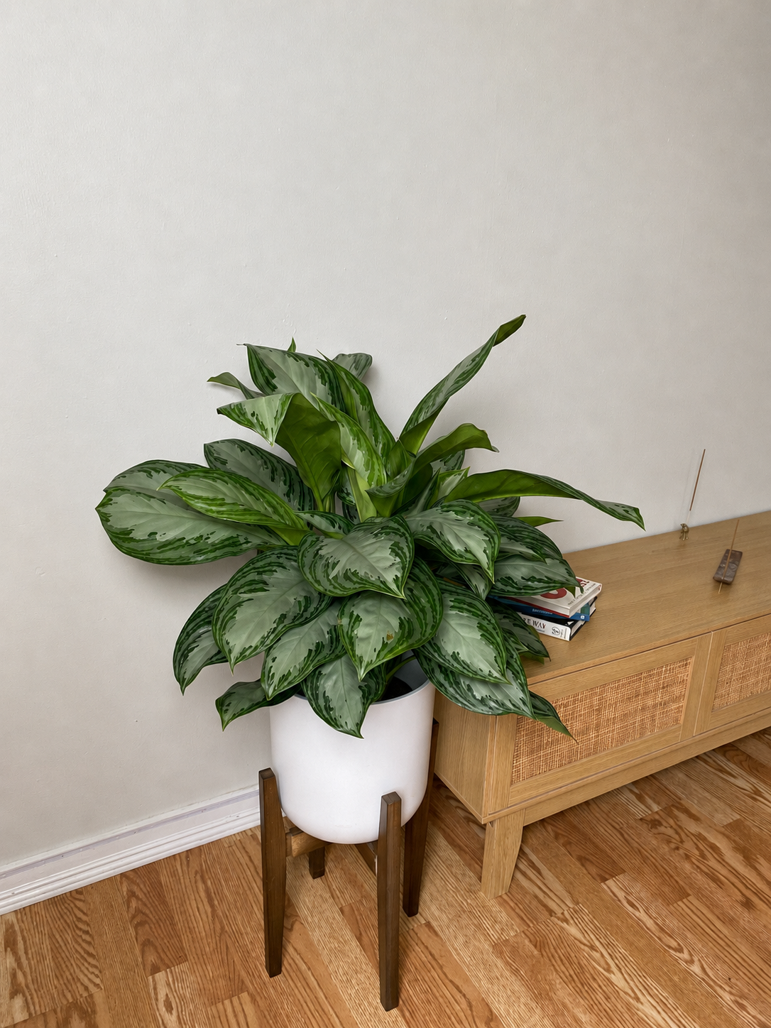 8 inch Aglaonema Silver Bay displayed in a bright contemporary home with attractive tropical foliage.