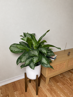 8 inch Aglaonema Silver Bay displayed in a bright contemporary home with attractive tropical foliage.