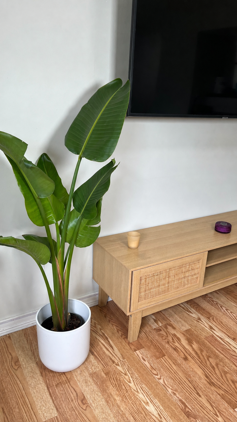 8 inch Bird of Paradise White 4 Feet Tall displayed in a bright contemporary home with attractive tropical foliage.