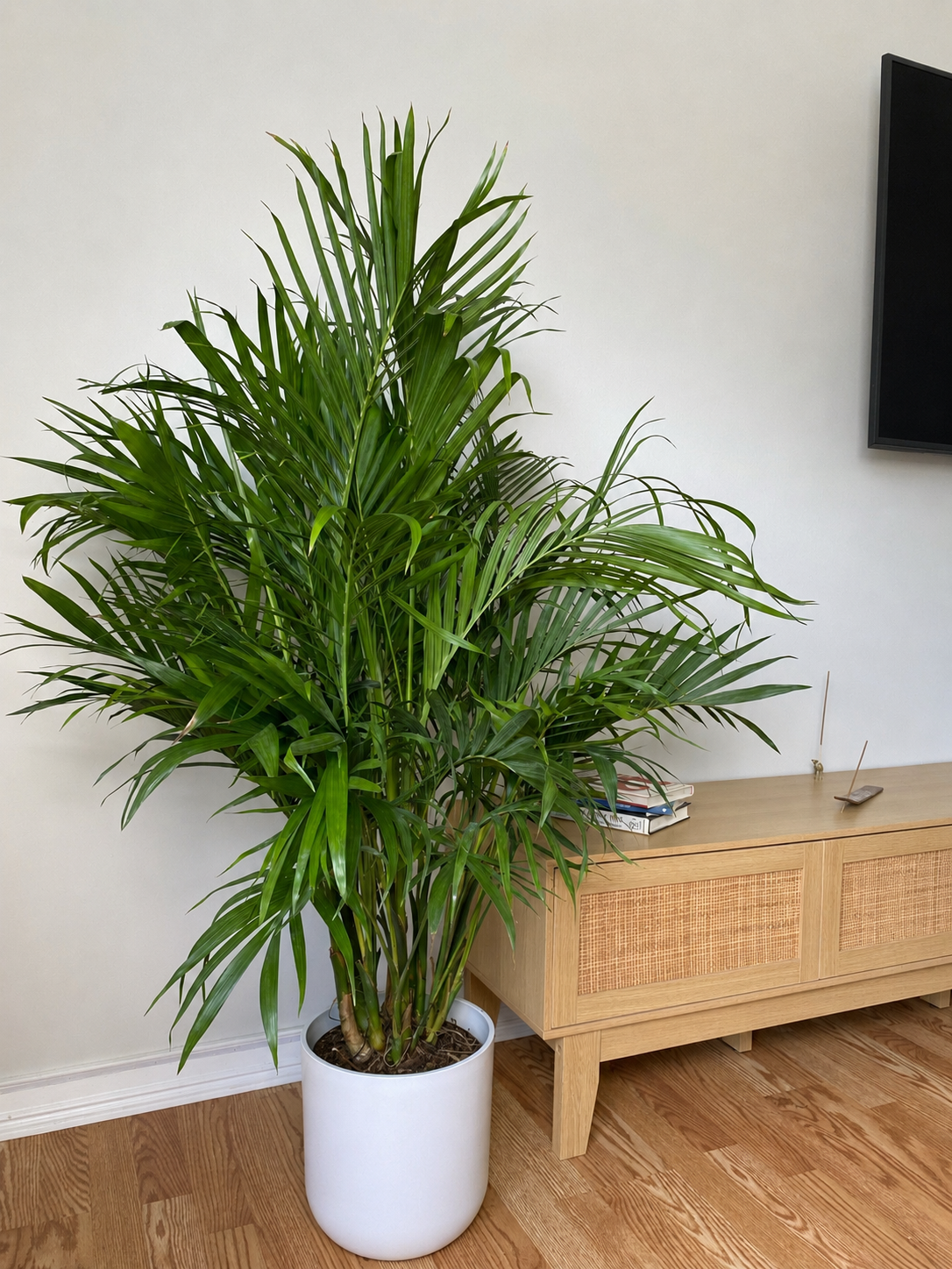 8 inch Cat Palm displayed in a bright contemporary home with attractive tropical foliage.