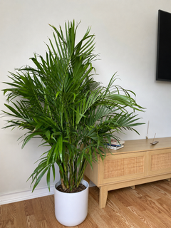 8 inch Cat Palm displayed in a bright contemporary home with attractive tropical foliage.
