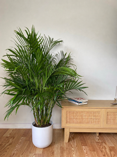 8 inch Cat Palm growing as a healthy live indoor plant with lush foliage in its grow pot.
