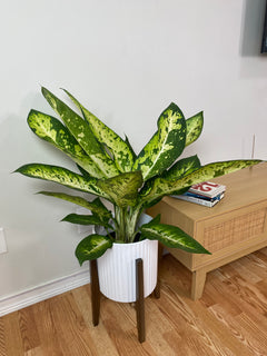 Dieffenbachia Camouflage adding bold green and cream tropical foliage to a bright contemporary home.