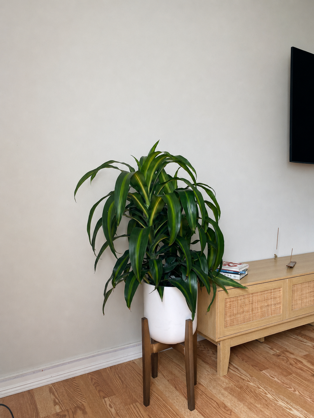 8 inch Dracaena Hawaiian Sunshine Tip displayed in a bright contemporary home with attractive tropical foliage.
