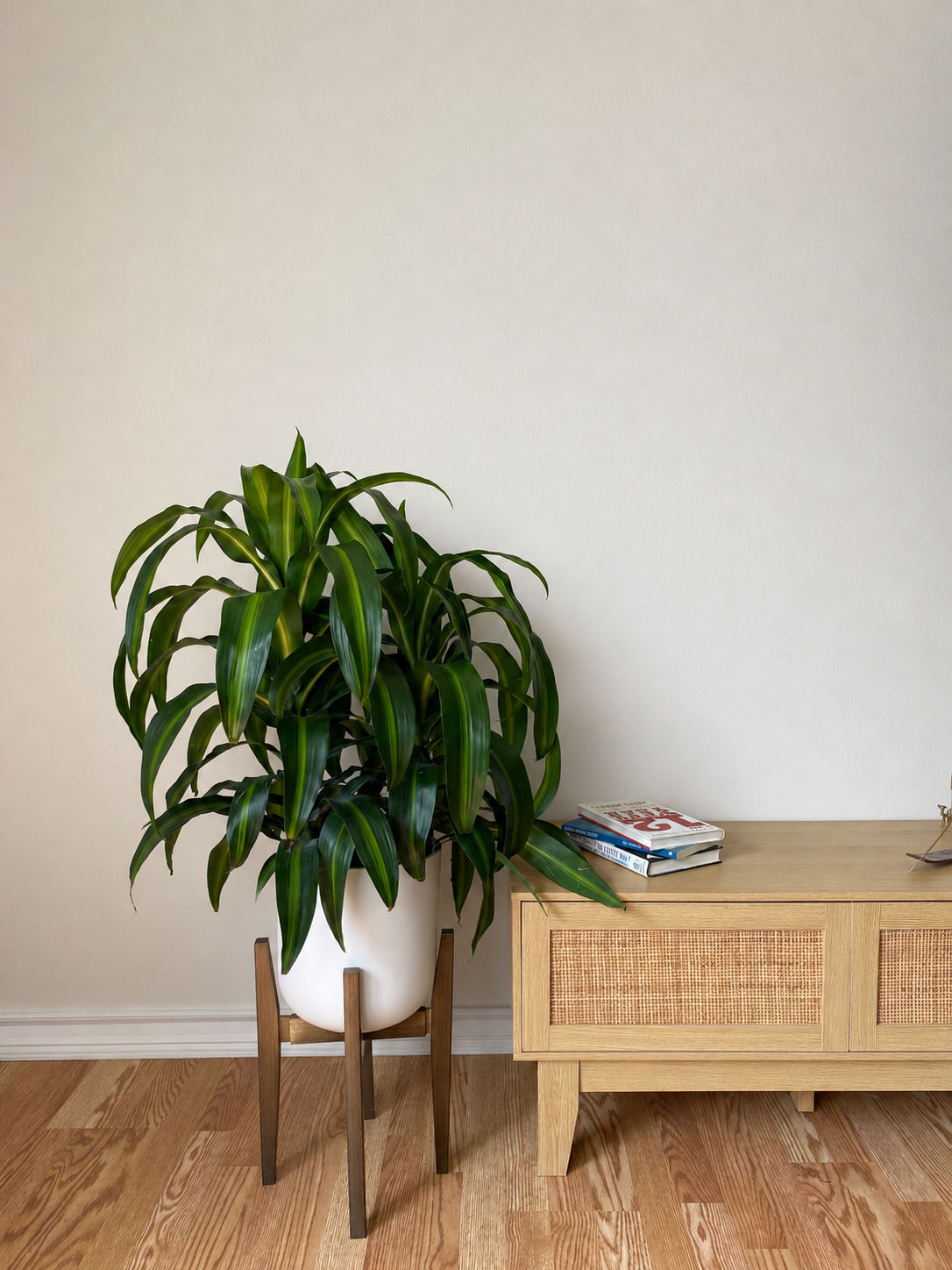8 inch Dracaena Hawaiian Sunshine Tip growing as a healthy live indoor plant with lush foliage in its grow pot.