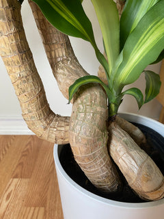 Close-up view of 8 inch Dracaena Mass Cane Twist 3 Feet Tall showcasing its distinctive leaves, color, and natural growth habit.
