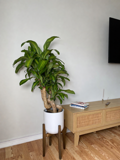 8 inch Dracaena Mass Cane Twist 3 Feet Tall displayed in a bright contemporary home with attractive tropical foliage.
