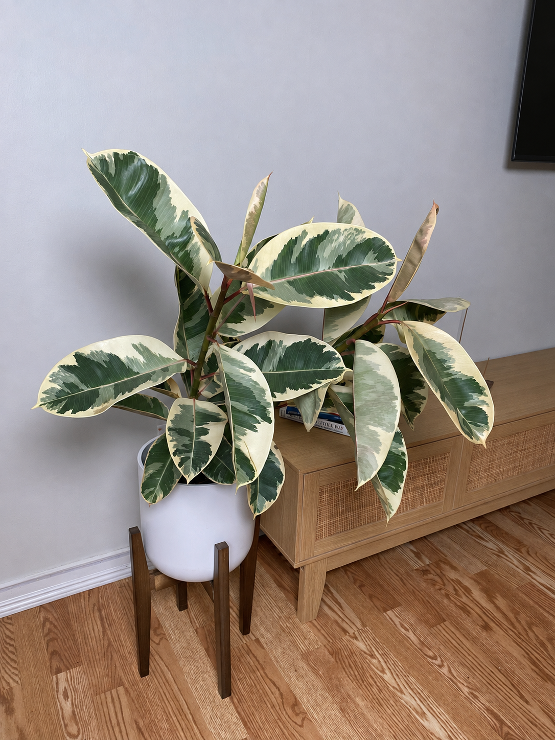 8 inch Ficus Tineke Bush displayed in a bright contemporary home with attractive tropical foliage.
