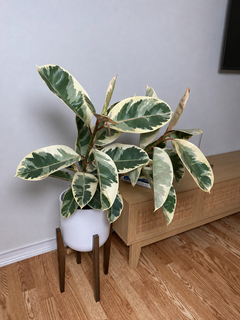 8 inch Ficus Tineke Bush displayed in a bright contemporary home with attractive tropical foliage.