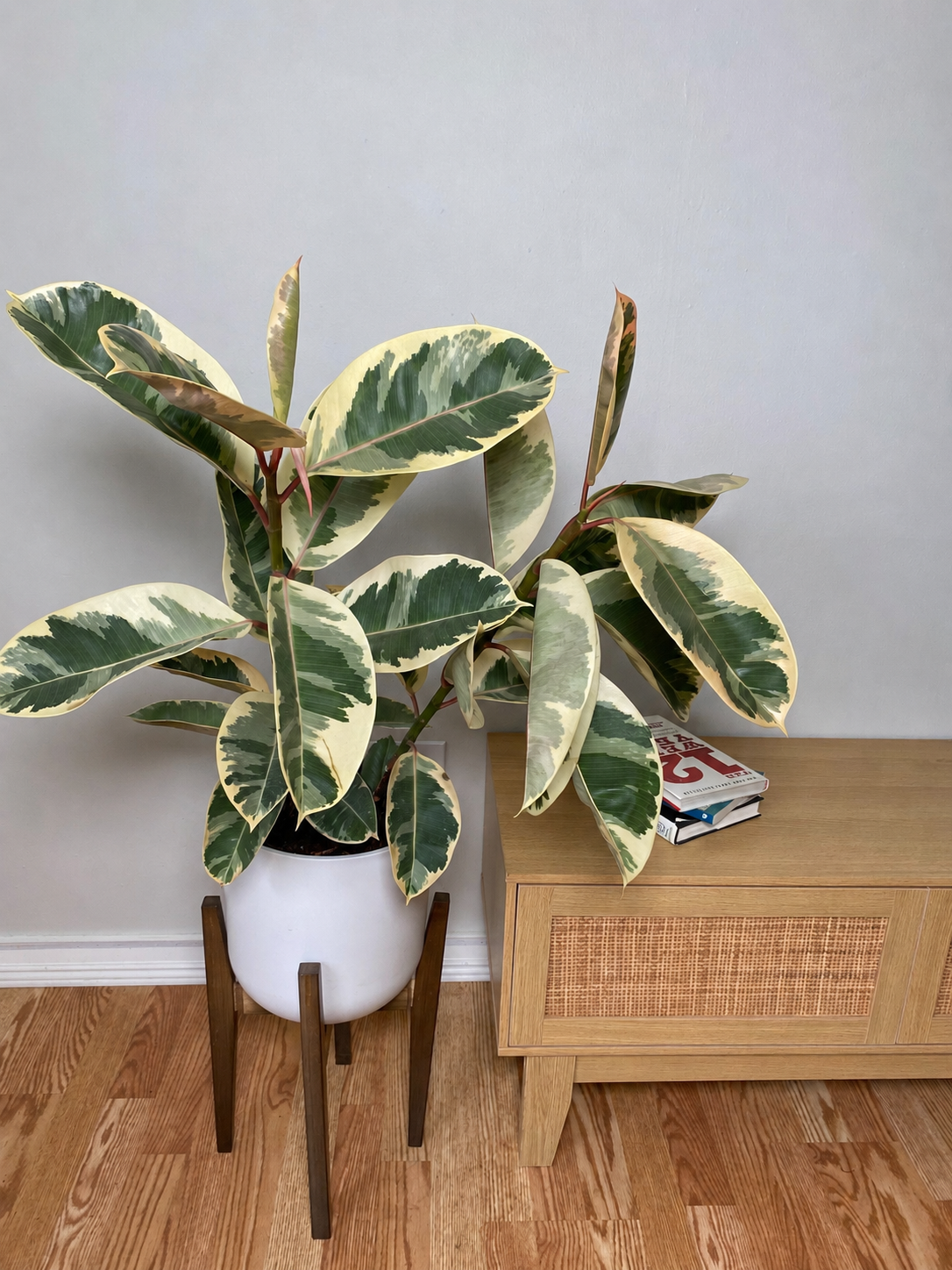 8 inch Ficus Tineke Bush growing as a healthy live indoor plant with lush foliage in its grow pot.