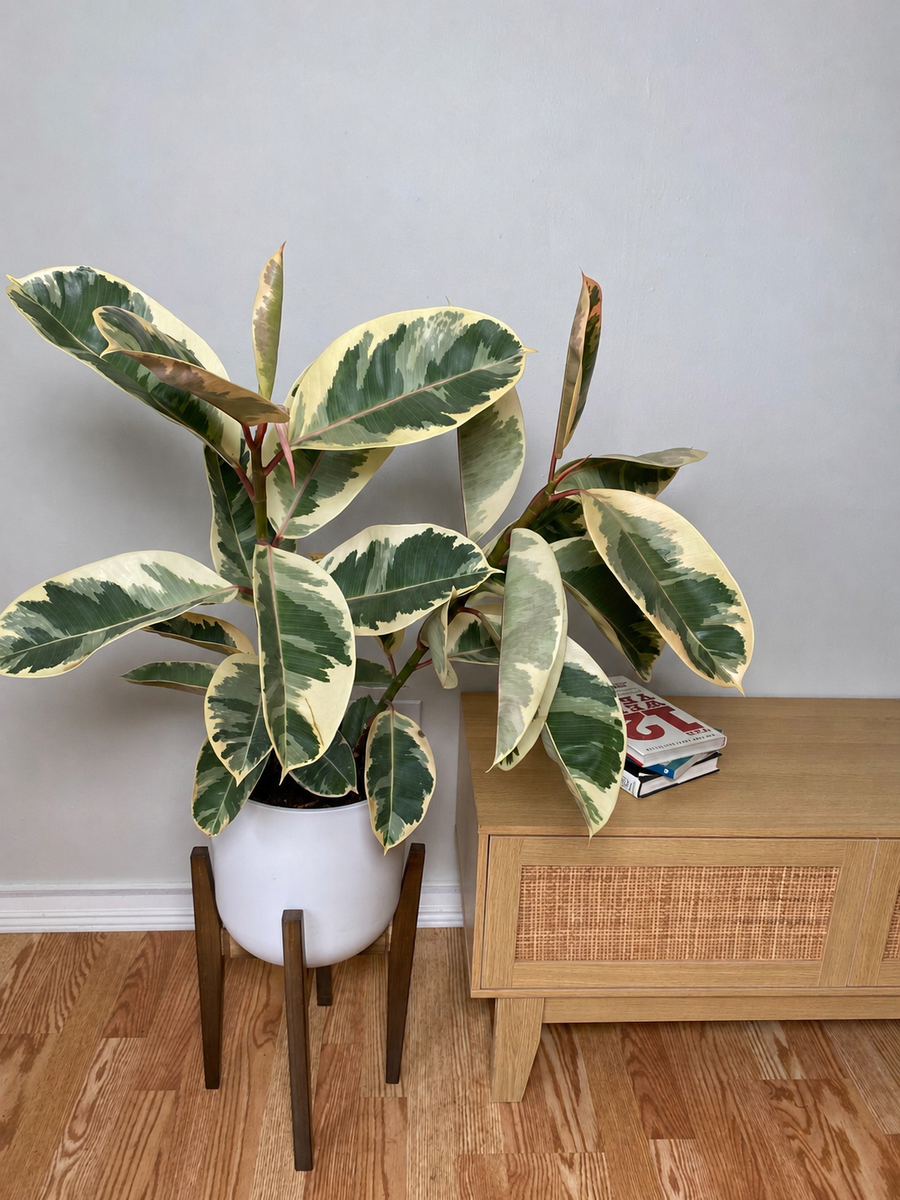 8 inch Ficus Tineke Bush growing as a healthy live indoor plant with lush foliage in its grow pot.