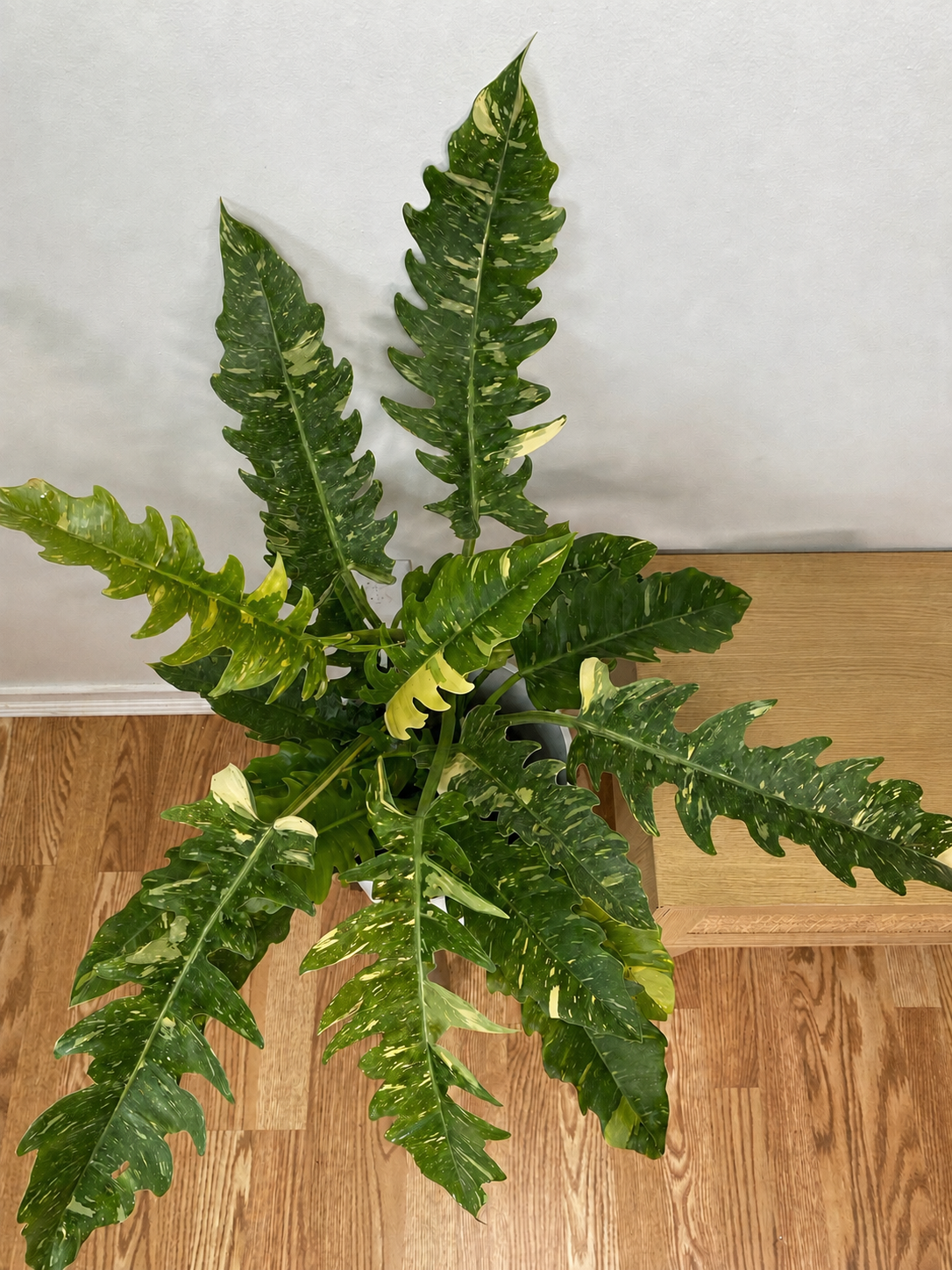 Close-up view of 8 inch Philodendron Ring of Fire showcasing its distinctive leaves, color, and natural growth habit.