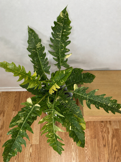 Close-up view of 8 inch Philodendron Ring of Fire showcasing its distinctive leaves, color, and natural growth habit.