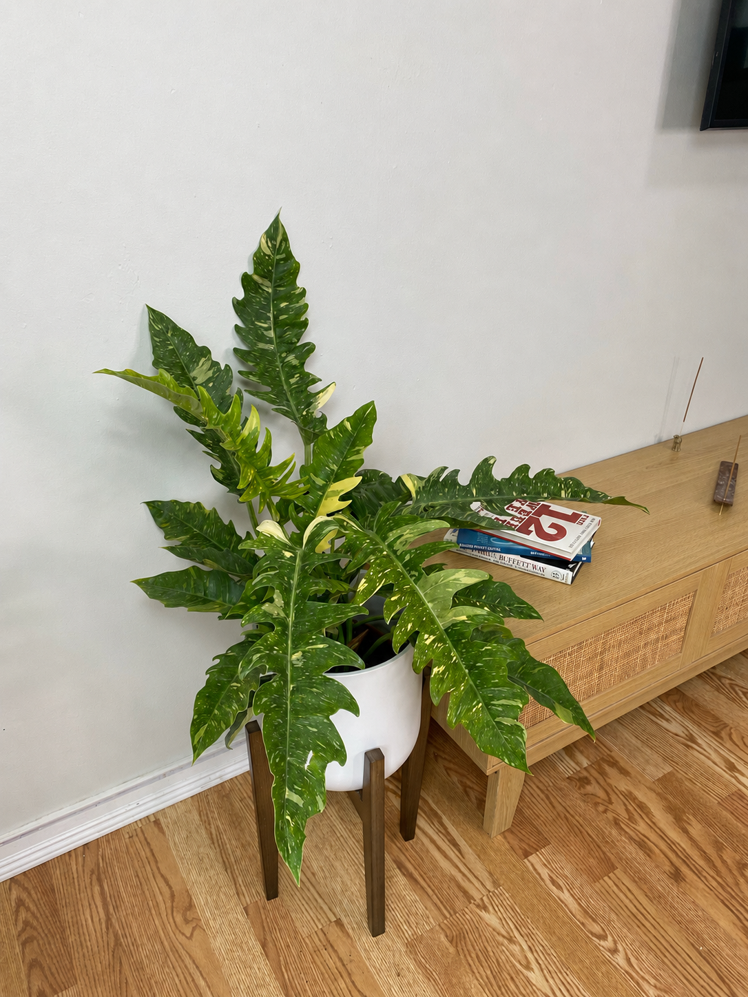 8 inch Philodendron Ring of Fire displayed in a bright contemporary home with attractive tropical foliage.