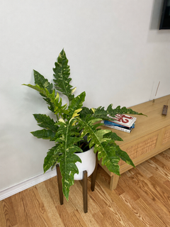 8 inch Philodendron Ring of Fire displayed in a bright contemporary home with attractive tropical foliage.