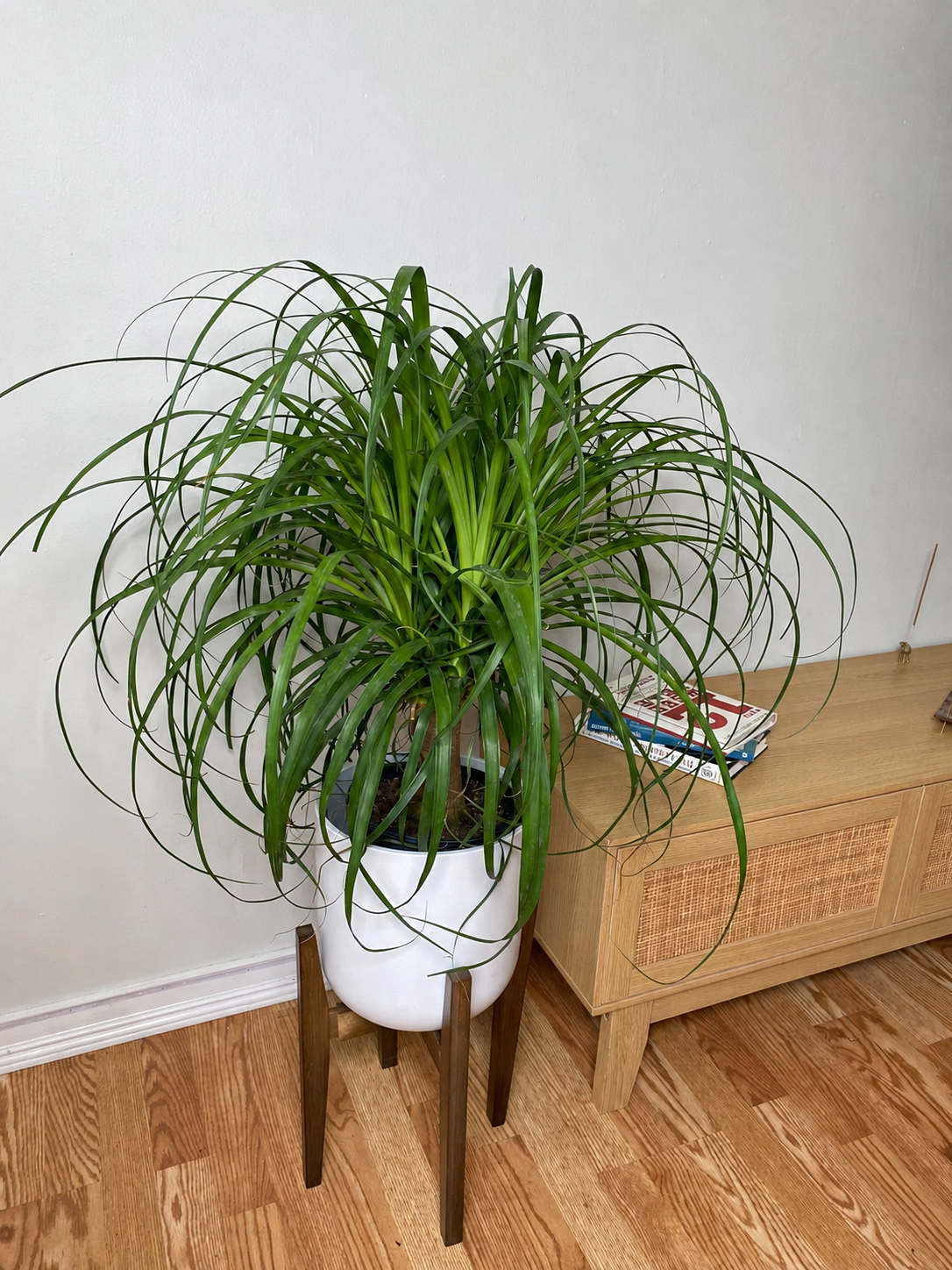 8 inch Ponytail Palm displayed in a bright contemporary home with attractive tropical foliage.