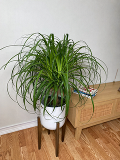 8 inch Ponytail Palm displayed in a bright contemporary home with attractive tropical foliage.