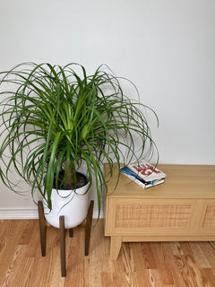 8 inch Ponytail Palm growing as a healthy live indoor plant with lush foliage in its grow pot.