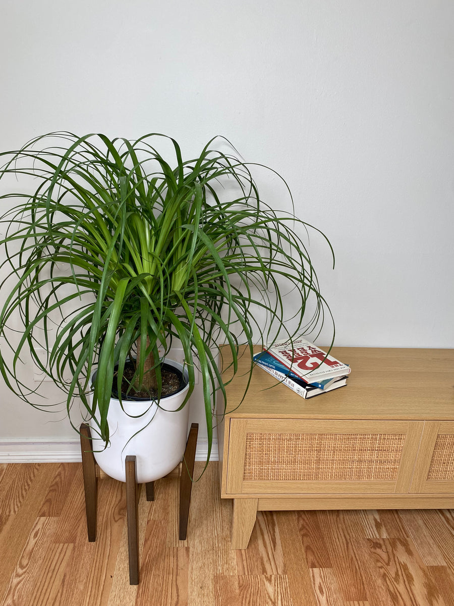 8 inch Ponytail Palm growing as a healthy live indoor plant with lush foliage in its grow pot.