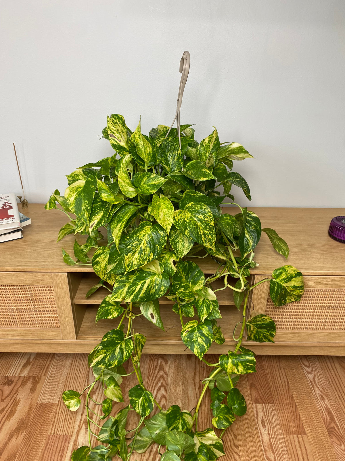 8 inch Pothos Churchill Gold Hanging Basket growing as a healthy live indoor plant with lush foliage in its grow pot.