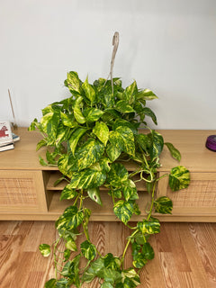 8 inch Pothos Churchill Gold Hanging Basket growing as a healthy live indoor plant with lush foliage in its grow pot.