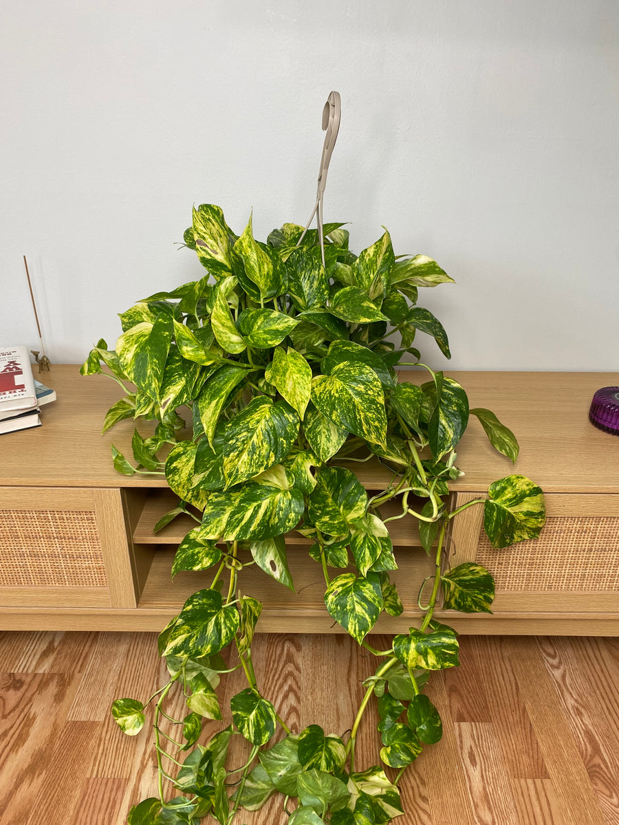 8 inch Pothos Churchill Gold Hanging Basket growing as a healthy live indoor plant with lush foliage in its grow pot.