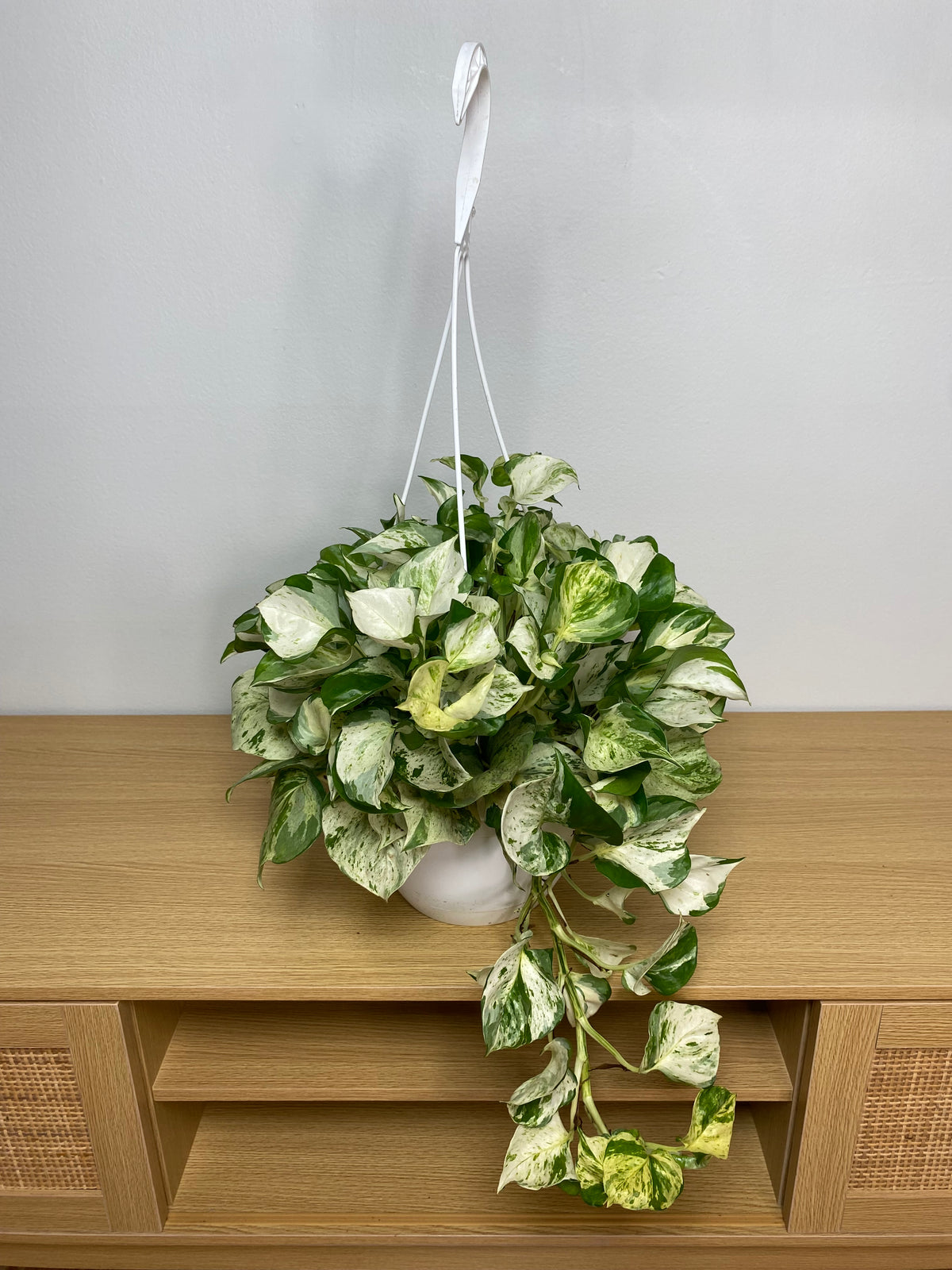 8 inch Pothos Manjula Hanging Basket growing as a healthy live indoor plant with lush foliage in its grow pot.