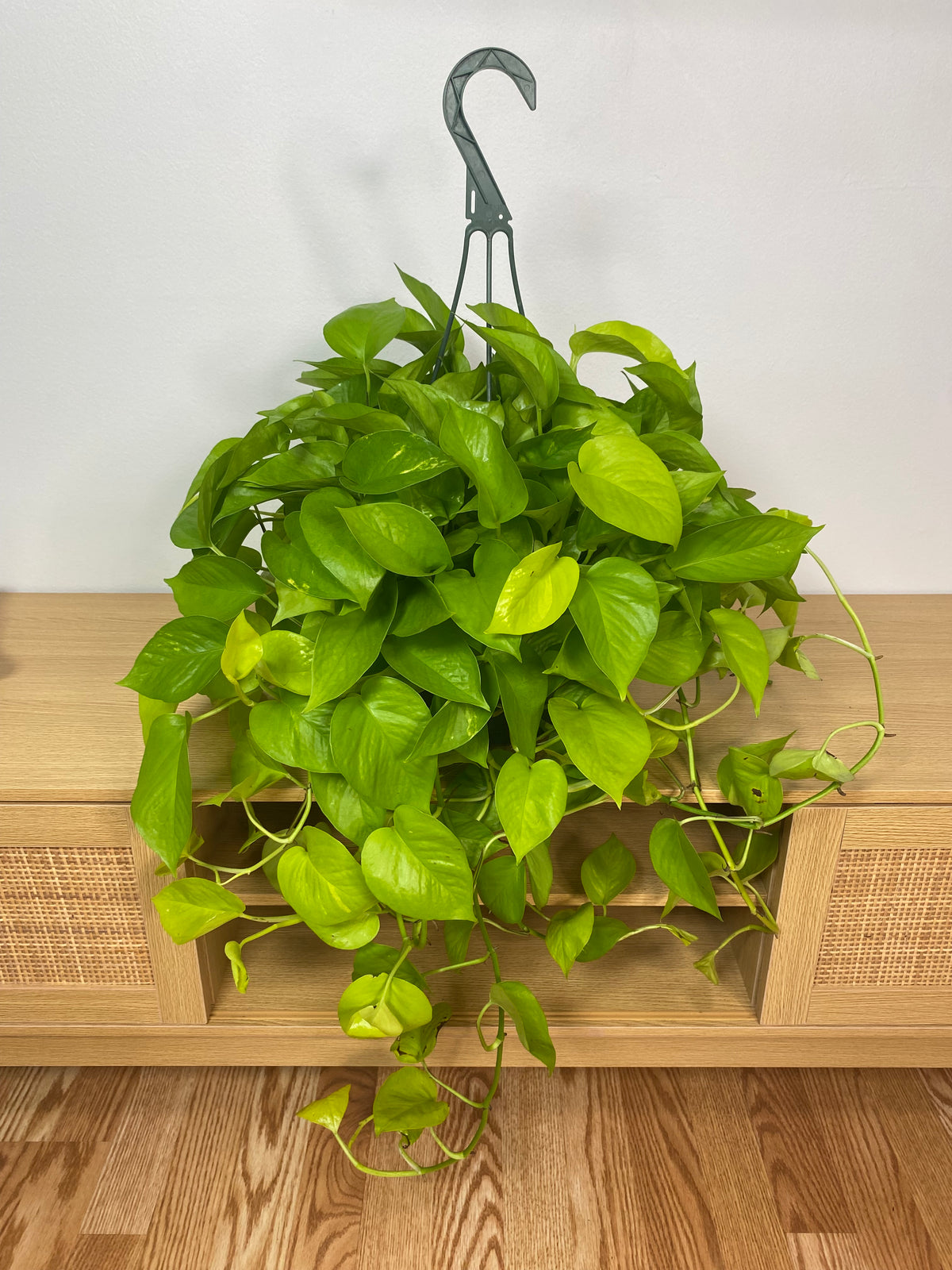 8 inch Pothos Neon Hanging Basket growing as a healthy live indoor plant with lush foliage in its grow pot.