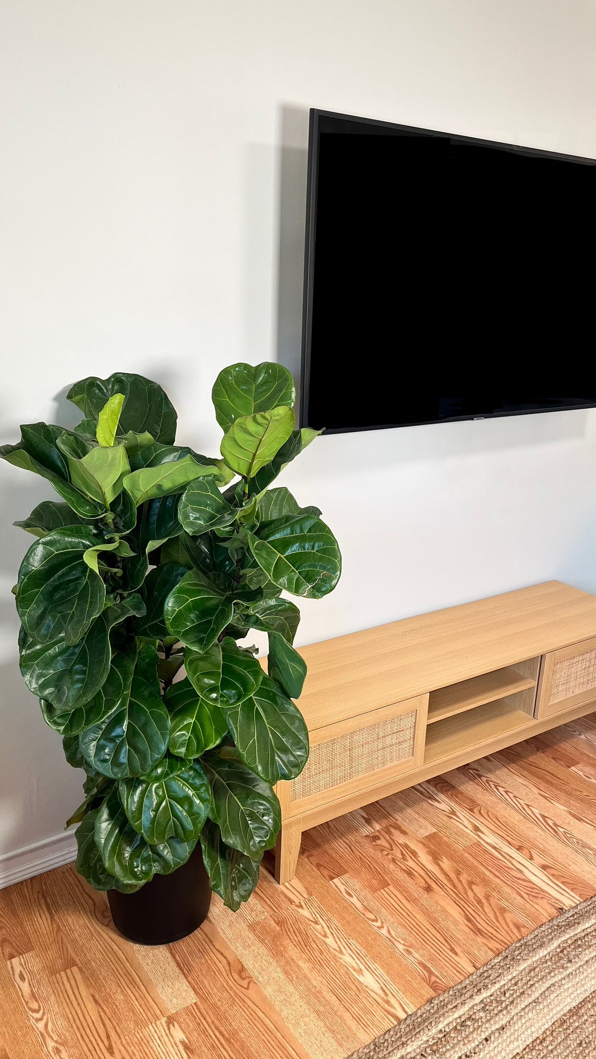 12-inch Fiddle Leaf Fig plant in a 5-foot tall column, lush green leaves, potted indoor houseplant by Joey's Houseplants.