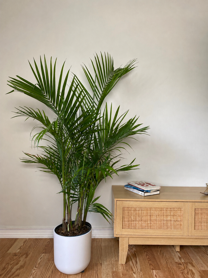 10" Majesty Palm 4 Feet Tall