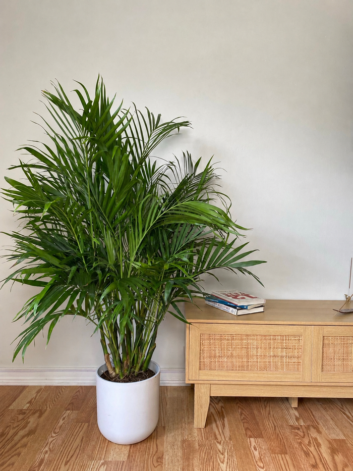 8" Cat Palm 4 Feet Tall