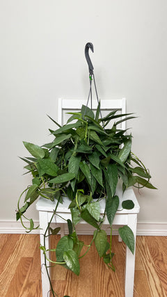 Cebu Blue Pothos hanging basket with silvery blue-green trailing vines displayed in a modern living room.