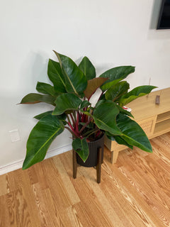 10" Philodendron Congo Red 3 Feet Wide