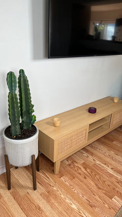10" Cactus Cereus Jamacaru 3 Feet Tall