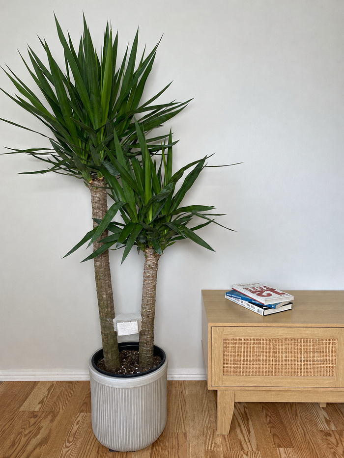 10" Yucca Cane 4 Feet Tall