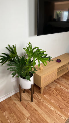 10" Philodendron Selluom 3 Feet Wide