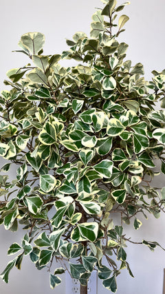 10" Ficus Triangularis 4 Feet Tall