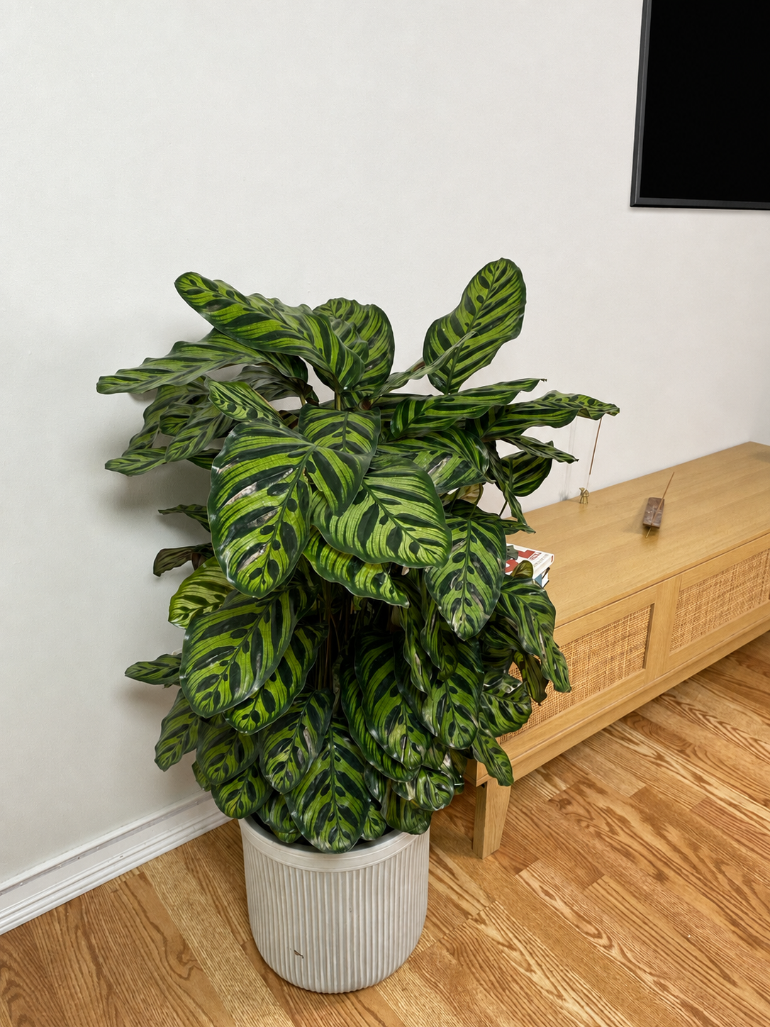10" Calathea Peacock 3 Feet Tall