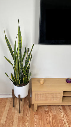 10" Snake Plant Golden Flame 3 Feet Tall