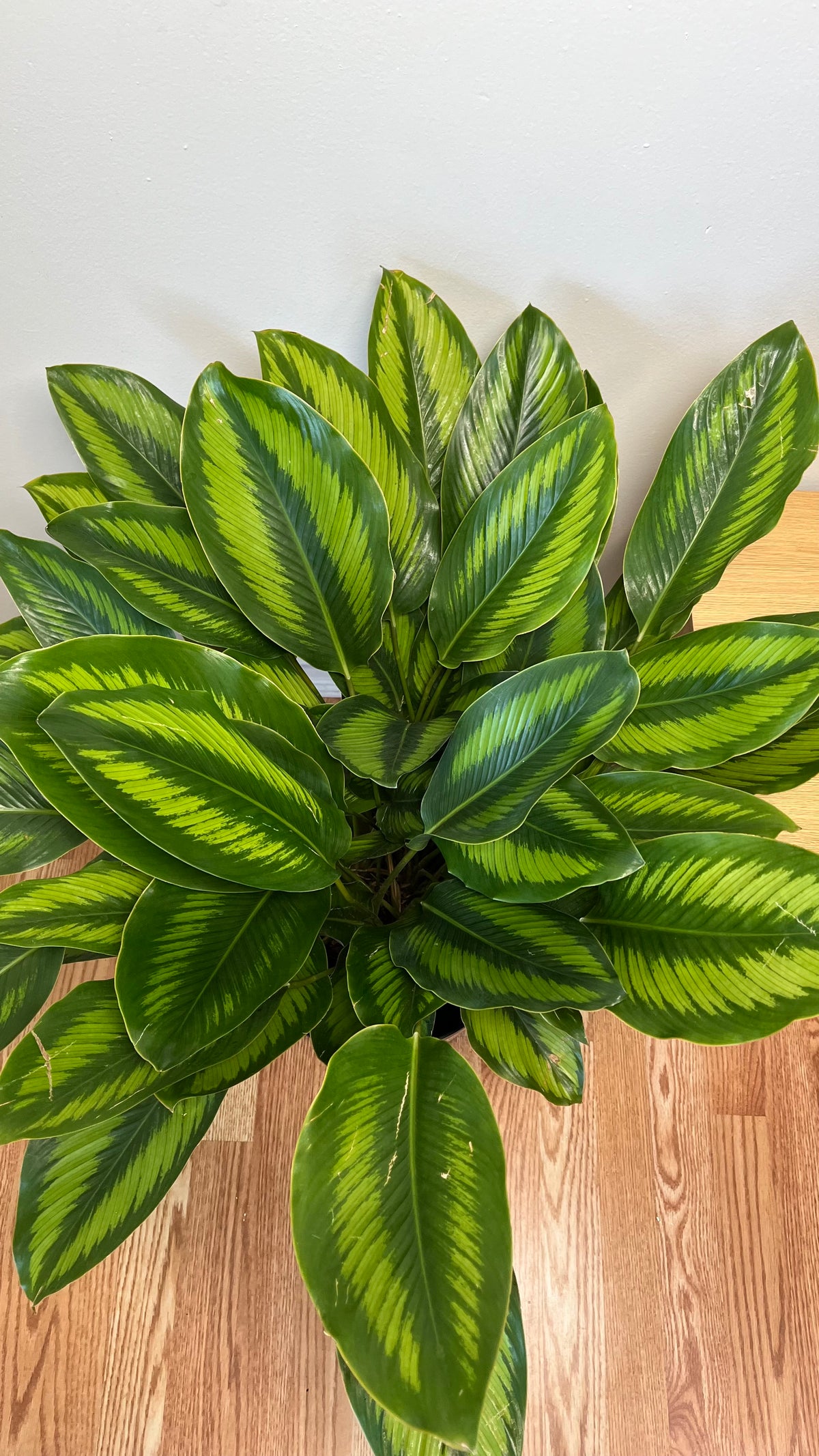 Large Calathea Beauty Star adding lush striped greenery and tropical elegance to a bright contemporary home.