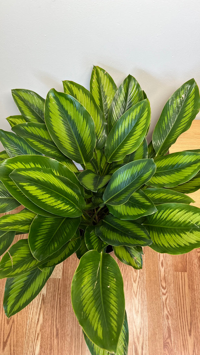 10" Calathea Beauty Star