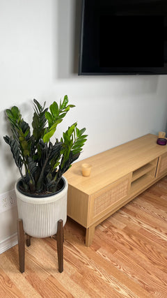 10" ZZ Oscura 3 Feet Tall