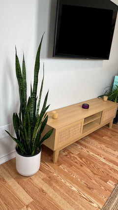 10" Snake Plant Coral 3 Feet Tall