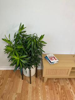 10" Dracaena Song of Jamaica Tip