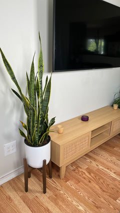 10" Snake Plant Golden Flame 3 Feet Tall